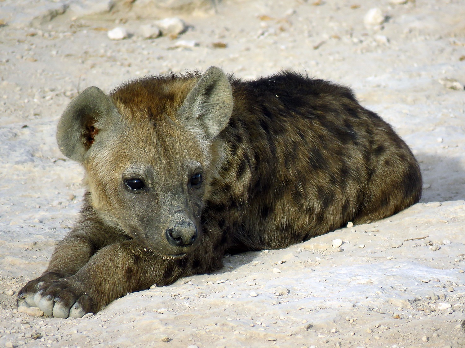 Spotted Hyena Cub